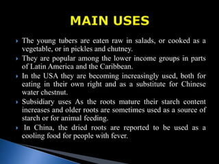 The young tubers are eaten raw in salads, or cooked as a
vegetable, or in pickles and chutney.
 They are popular among the lower income groups in parts
of Latin America and the Caribbean.
 In the USA they are becoming increasingly used, both for
eating in their own right and as a substitute for Chinese
water chestnut.
 Subsidiary uses As the roots mature their starch content
increases and older roots are sometimes used as a source of
starch or for animal feeding.
 In China, the dried roots are reported to be used as a
cooling food for people with fever.
 