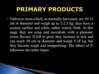  Tuberous roots-which, as normally harvested, are 10-15
cm in diameter and weigh up to 2-2.5 kg: they have a
creamy surface and white, rather watery flesh. At this
stage they are crisp and succulent, with a pleasant,
sweet flavour. If left to grow they increase in size and
can reach 30 cm in diameter and weigh 5-18 kg, but
they become tough and unappetising. The tubers of P.
tuberosus are rather larger.
 