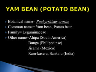  Botanical name= Pachyrrhizus erosus
 Common name= Yam bean, Potato bean.
 Family= Leguminaceae
 Other name=Ahipa (South America)
Bunga (Philippainse)
Jicama (Mexico)
Ram-kaseru, Sankalu (India)
 