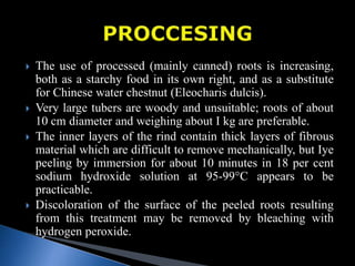 The use of processed (mainly canned) roots is increasing,
both as a starchy food in its own right, and as a substitute
for Chinese water chestnut (Eleocharis dulcis).
 Very large tubers are woody and unsuitable; roots of about
10 cm diameter and weighing about I kg are preferable.
 The inner layers of the rind contain thick layers of fibrous
material which are difficult to remove mechanically, but Iye
peeling by immersion for about 10 minutes in 18 per cent
sodium hydroxide solution at 95-99°C appears to be
practicable.
 Discoloration of the surface of the peeled roots resulting
from this treatment may be removed by bleaching with
hydrogen peroxide.
 