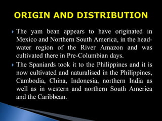 The yam bean appears to have originated in
Mexico and Northern South America, in the head-
water region of the River Amazon and was
cultivated there in Pre-Columbian days.
 The Spaniards took it to the Philippines and it is
now cultivated and naturalised in the Philippines,
Cambodia, China, Indonesia, northern India as
well as in western and northern South America
and the Caribbean.
 