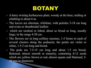  A hairy twining herbaceous plant, woody at the base, trailing or
climbing to about 6 m.
 The leaves are alternate, trifoliate, with petioles 3-18 cm long
and ovate or rhomboidal leaflets
 which are toothed or lobed, about as broad as long, usually
large, in the range 4-20 cm.
 The flowers are in long axillary racemes, 1-5 borne in each of
several clusters along the peduncle; the petals are violet or
white, 1.5-2 cm long and broad.
 The pods are 7.5-15 cm long and about 1.5 cm broad,
flattened, almost smooth at maturity, containing 4-12 seeds
which are yellow, brown or red, almost square and flattened, 5-
10 mm in diameters.
 