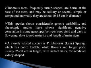 Tuberous roots, frequently turnip-shaped, are borne at the
base of the stem, and may be solitary or several, simple or
compound; normally they are about 10-15 cm in diameter.
This species shows considerable genetic variability, and
phenotypic studies have shown significant negative
correlation in some genotypes between root yield and days to
flowering, days to pod maturity and length of main stem.
A closely related species is P. tuberosus (Lam.) Spreng.,
which has entire leaflets, white flowers and longer pods,
usually 25-30 cm in length, with irritant hairs; the seeds are
kidney-shaped.
 
