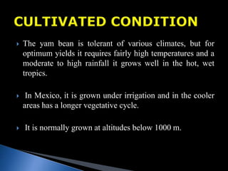  The yam bean is tolerant of various climates, but for
optimum yields it requires fairly high temperatures and a
moderate to high rainfall it grows well in the hot, wet
tropics.
 In Mexico, it is grown under irrigation and in the cooler
areas has a longer vegetative cycle.
 It is normally grown at altitudes below 1000 m.
 