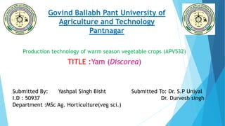 Govind Ballabh Pant University of
Agriculture and Technology
Pantnagar
Production technology of warm season vegetable crops (APV532)
TITLE :Yam (Discorea)
Submitted By: Yashpal Singh Bisht Submitted To: Dr. S.P Uniyal
I.D : 50937 Dr. Durvesh singh
Department :MSc Ag. Horticulture(veg sci.)
 