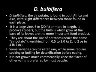D. bulbifera
• D. bulbifera, the air potato, is found in both Africa and
Asia, with slight differences between those found in
each place.
• It is a large vine, 6 m (20 ft) or more in length. It
produces tubers, but the bulbils which grow at the
base of its leaves are the more important food product.
• They are about the size of potatoes (hence the name
"air potato"), weighing from 0.5 to 2.0 kg (1 lb 2 oz to
4 lb 7 oz).
• Some varieties can be eaten raw, while some require
soaking or boiling for detoxification before eating.
• It is not grown much commercially since the flavor of
other yams is preferred by most people.
 