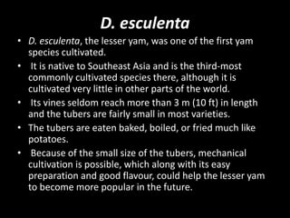 D. esculenta
• D. esculenta, the lesser yam, was one of the first yam
species cultivated.
• It is native to Southeast Asia and is the third-most
commonly cultivated species there, although it is
cultivated very little in other parts of the world.
• Its vines seldom reach more than 3 m (10 ft) in length
and the tubers are fairly small in most varieties.
• The tubers are eaten baked, boiled, or fried much like
potatoes.
• Because of the small size of the tubers, mechanical
cultivation is possible, which along with its easy
preparation and good flavour, could help the lesser yam
to become more popular in the future.
 