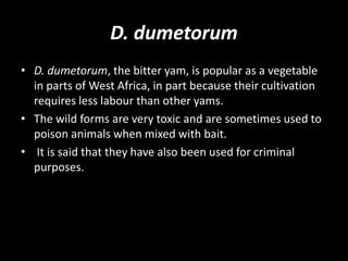 D. dumetorum
• D. dumetorum, the bitter yam, is popular as a vegetable
in parts of West Africa, in part because their cultivation
requires less labour than other yams.
• The wild forms are very toxic and are sometimes used to
poison animals when mixed with bait.
• It is said that they have also been used for criminal
purposes.
 