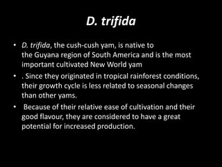D. trifida
• D. trifida, the cush-cush yam, is native to
the Guyana region of South America and is the most
important cultivated New World yam
• . Since they originated in tropical rainforest conditions,
their growth cycle is less related to seasonal changes
than other yams.
• Because of their relative ease of cultivation and their
good flavour, they are considered to have a great
potential for increased production.
 