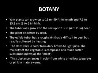 BOTANY
• Yam plants can grow up to 15 m (49 ft) in length and 7.6 to
15.2 cm (3 to 6 in) high.
• The tuber may grow into the soil up to 1.5 m (4 ft 11 in) deep.
• The plant disperses by seed.
• The edible tuber has a rough skin that is difficult to peel but
readily softened by heating.
• The skins vary in color from dark brown to light pink. The
majority of the vegetable is composed of a much softer
substance known as the "meat".
• This substance ranges in color from white or yellow to purple
or pink in mature yams.
 