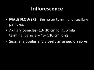 Inflorescence
• MALE FLOWERS : Borne on terminal or axillary
panicles.
• Axillary panicles -10- 30 cm long, while
terminal panicle – 45- 110 cm long
• Sessile, globular and closely arranged on spike
 