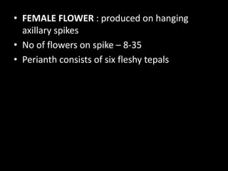 • FEMALE FLOWER : produced on hanging
axillary spikes
• No of flowers on spike – 8-35
• Perianth consists of six fleshy tepals
 