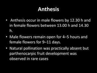Anthesis
• Anthesis occur in male flowers by 12.30 h and
in female flowers between 13.00 h and 14.30
h.
• Male flowers remain open for 4–5 hours and
female flowers for 9–11 days.
• Natural pollination was practically absent but
parthenocarpic fruit development was
observed in rare cases
 