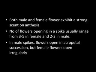 • Both male and female flower exhibit a strong
scent on anthesis.
• No of flowers opening in a spike usually range
from 3-5 in female and 2-3 in male.
• In male spikes, flowers open in acropetal
succession, but female flowers open
irregularly
 