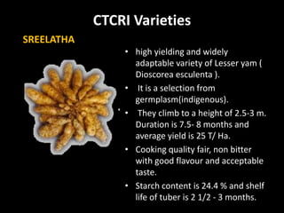 CTCRI Varieties
• high yielding and widely
adaptable variety of Lesser yam (
Dioscorea esculenta ).
• It is a selection from
germplasm(indigenous).
• They climb to a height of 2.5-3 m.
Duration is 7.5- 8 months and
average yield is 25 T/ Ha.
• Cooking quality fair, non bitter
with good flavour and acceptable
taste.
• Starch content is 24.4 % and shelf
life of tuber is 2 1/2 - 3 months.
SREELATHA
 