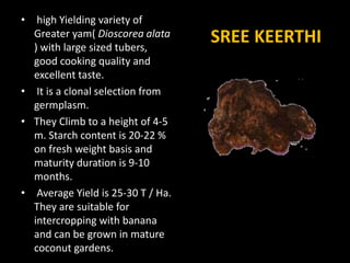 SREE KEERTHI
• high Yielding variety of
Greater yam( Dioscorea alata
) with large sized tubers,
good cooking quality and
excellent taste.
• It is a clonal selection from
germplasm.
• They Climb to a height of 4-5
m. Starch content is 20-22 %
on fresh weight basis and
maturity duration is 9-10
months.
• Average Yield is 25-30 T / Ha.
They are suitable for
intercropping with banana
and can be grown in mature
coconut gardens.
 