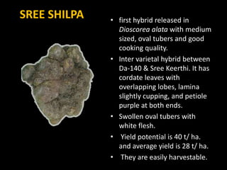 SREE SHILPA • first hybrid released in
Dioscorea alata with medium
sized, oval tubers and good
cooking quality.
• Inter varietal hybrid between
Da-140 & Sree Keerthi. It has
cordate leaves with
overlapping lobes, lamina
slightly cupping, and petiole
purple at both ends.
• Swollen oval tubers with
white flesh.
• Yield potential is 40 t/ ha.
and average yield is 28 t/ ha.
• They are easily harvestable.
 