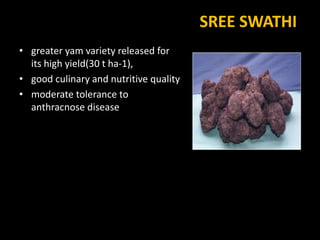 SREE SWATHI
• greater yam variety released for
its high yield(30 t ha-1),
• good culinary and nutritive quality
• moderate tolerance to
anthracnose disease
 