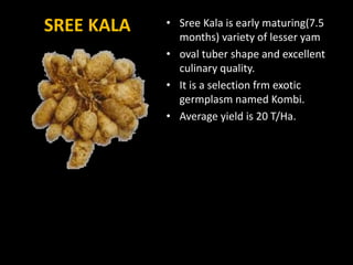 SREE KALA • Sree Kala is early maturing(7.5
months) variety of lesser yam
• oval tuber shape and excellent
culinary quality.
• It is a selection frm exotic
germplasm named Kombi.
• Average yield is 20 T/Ha.
 