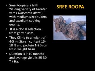 SREE ROOPA• Sree Roopa is a high
Yielding variety of Greater
yam ( Dioscorea alata )
with medium sized tubers
and excellent cooking
quality.
• It is a clonal selection
from germplasm.
• They Climb to a height of
4-5 m. Starch content 16-
18 % and protein 1-2 % on
fresh weight basis.
• Duration is 9-10 months
and average yield is 25-30
T / Ha.
 