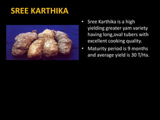 SREE KARTHIKA
• Sree Karthika is a high
yielding greater yam variety
having long,oval tubers with
excellent cooking quality.
• Maturity period is 9 months
and average yield is 30 T/Ha.
 