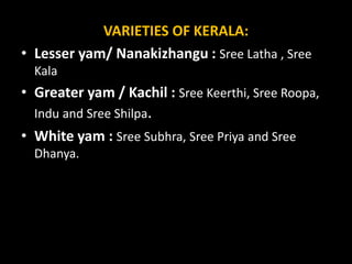 VARIETIES OF KERALA:
• Lesser yam/ Nanakizhangu : Sree Latha , Sree
Kala
• Greater yam / Kachil : Sree Keerthi, Sree Roopa,
Indu and Sree Shilpa.
• White yam : Sree Subhra, Sree Priya and Sree
Dhanya.
 