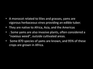 • A monocot related to lilies and grasses, yams are
vigorous herbaceous vines providing an edible tuber.
• They are native to Africa, Asia, and the Americas
• . Some yams are also invasive plants, often considered a
"noxious weed", outside cultivated areas.
• Some 870 species of yams are known, and 95% of these
crops are grown in Africa.
 