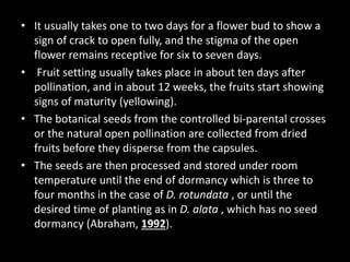 • It usually takes one to two days for a flower bud to show a
sign of crack to open fully, and the stigma of the open
flower remains receptive for six to seven days.
• Fruit setting usually takes place in about ten days after
pollination, and in about 12 weeks, the fruits start showing
signs of maturity (yellowing).
• The botanical seeds from the controlled bi‐parental crosses
or the natural open pollination are collected from dried
fruits before they disperse from the capsules.
• The seeds are then processed and stored under room
temperature until the end of dormancy which is three to
four months in the case of D. rotundata , or until the
desired time of planting as in D. alata , which has no seed
dormancy (Abraham, 1992).
 
