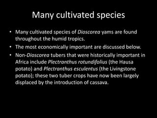 Many cultivated species
• Many cultivated species of Dioscorea yams are found
throughout the humid tropics.
• The most economically important are discussed below.
• Non-Dioscorea tubers that were historically important in
Africa include Plectranthus rotundifolius (the Hausa
potato) and Plectranthus esculentus (the Livingstone
potato); these two tuber crops have now been largely
displaced by the introduction of cassava.
 