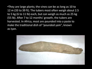 •They are large plants; the vines can be as long as 10 to
12 m (33 to 39 ft). The tubers most often weigh about 2.5
to 5 kg (6 to 11 lb) each, but can weigh as much as 25 kg
(55 lb). After 7 to 12 months' growth, the tubers are
harvested. In Africa, most are pounded into a paste to
make the traditional dish of "pounded yam", known
as Iyan.
 