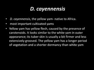 D. cayennensis
• D. cayennensis, the yellow yam- native to Africa.
• most important cultivated yams
• Yellow yam has yellow flesh, caused by the presence of
carotenoids. It looks similar to the white yam in outer
appearance; its tuber skin is usually a bit firmer and less
extensively grooved. The yellow yam has a longer period
of vegetation and a shorter dormancy than white yam
 