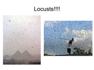 Locusts!!!! 