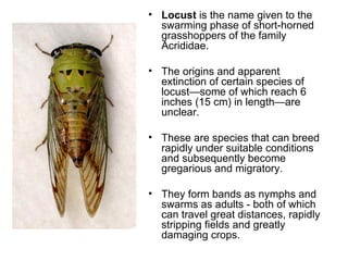 Locust  is the name given to the swarming phase of short-horned grasshoppers of the family Acrididae.  The origins and apparent extinction of certain species of locust—some of which reach 6 inches (15 cm) in length—are unclear. These are species that can breed rapidly under suitable conditions and subsequently become gregarious and migratory.  They form bands as nymphs and swarms as adults - both of which can travel great distances, rapidly stripping fields and greatly damaging crops. 