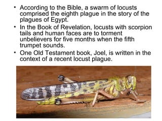 According to the Bible, a swarm of locusts comprised the eighth plague in the story of the plagues of Egypt.  In the Book of Revelation, locusts with scorpion tails and human faces are to torment unbelievers for five months when the fifth trumpet sounds.  One Old Testament book, Joel, is written in the context of a recent locust plague.  