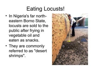 Eating Locusts! In Nigeria's far north-eastern Borno State, locusts are sold to the public after frying in vegetable oil and eaten as snacks.  They are commonly referred to as "desert shrimps".  