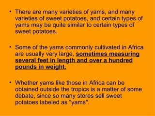 There are many varieties of yams, and many varieties of sweet potatoes, and certain types of yams may be quite similar to certain types of sweet potatoes.  Some of the yams commonly cultivated in Africa are usually very large,  sometimes measuring several feet in length and over a hundred pounds in weight.   Whether yams like those in Africa can be obtained outside the tropics is a matter of some debate, since so many stores sell sweet potatoes labeled as "yams".  