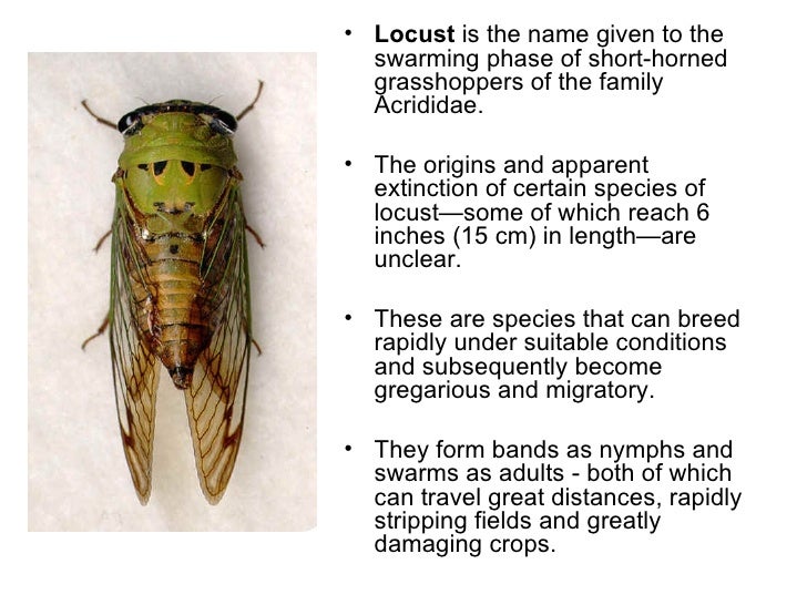 Yams, Swelling And Locusts