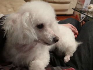 Yan4 picturespresentation