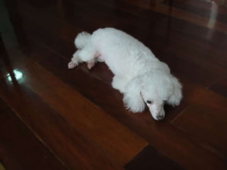 Yan4 picturespresentation