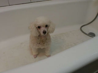 Yan4 picturespresentation