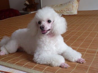 Yan4 picturespresentation