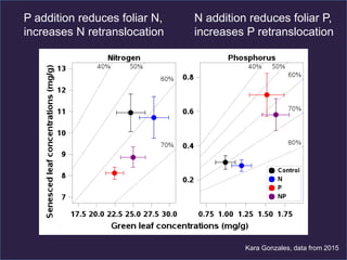 N addition reduces foliar P,
increases P retranslocation
P addition reduces foliar N,
increases N retranslocation
Kara Gonzales, data from 2015
 