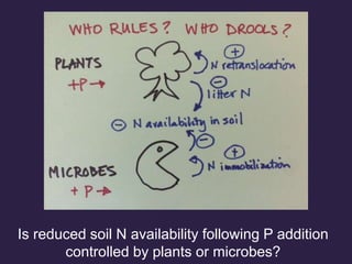 Is reduced soil N availability following P addition
controlled by plants or microbes?
 