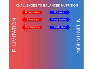 NLIMITATION
PLIMITATION
CHALLENGES TO BALANCED NUTRITION
P binding
N deposition
P weathering
P fertilization
N losses
N fertilization
 