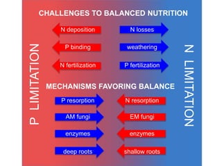 NLIMITATION
PLIMITATION
CHALLENGES TO BALANCED NUTRITION
MECHANISMS FAVORING BALANCE
P binding
N deposition
EM fungi
enzymes
shallow roots
N resorption
weathering
P fertilization
N losses
AM fungi
enzymes
deep roots
P resorption
N fertilization
 