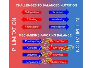 NLIMITATION
PLIMITATION
CHALLENGES TO BALANCED NUTRITION
MECHANISMS FAVORING BALANCE
P binding
N deposition
EM fungi
enzymes
shallow roots
N resorption
weathering
P fertilization
N losses
AM fungi
enzymes
deep roots
P resorption
N fertilization
 