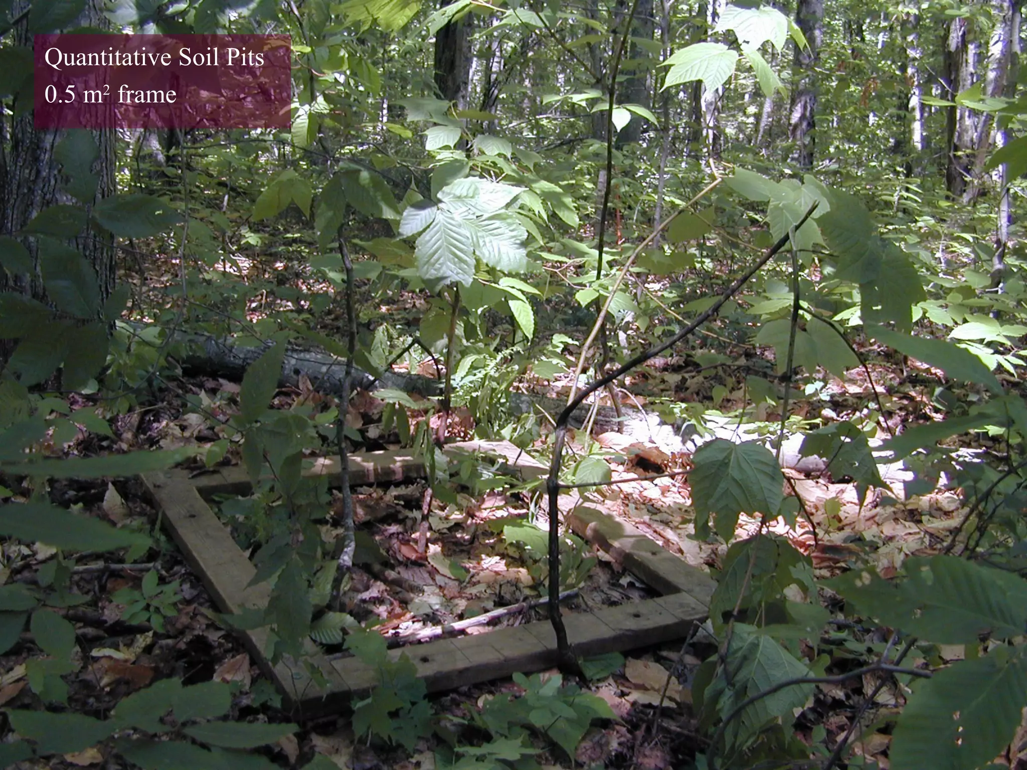 Quantitative Soil Pits
0.5 m2
frame
 