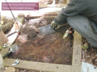 Excavate Forest Floor by horizon
Mineral Soil by depth increment
 
