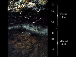 Oi
Oe
Oa
E
Bh
Bs
Forest
Floor
Mineral
Soil
}
}
 