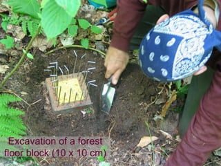 Excavation of a forest
floor block (10 x 10 cm)
 